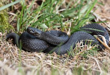 Opatijski vatrogasci svima i svakom na pomoć