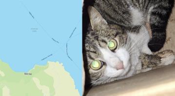 Creski vatrogasci u akciji spašavanja mačke